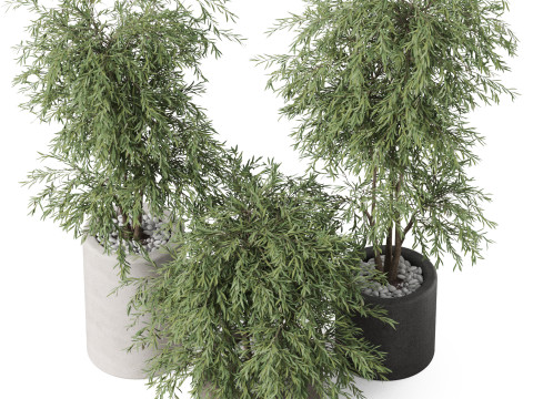 Plants collection 898 Modelo 3D
