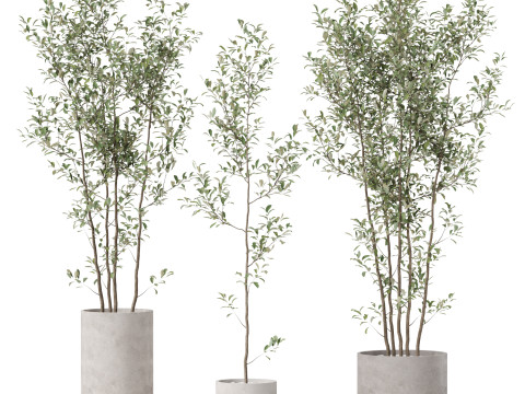 Plants collection 901 3D Модель