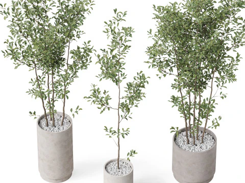 Kolekcja roślin 901 Model 3D