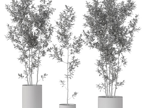 Plants collection 901 3Dモデル