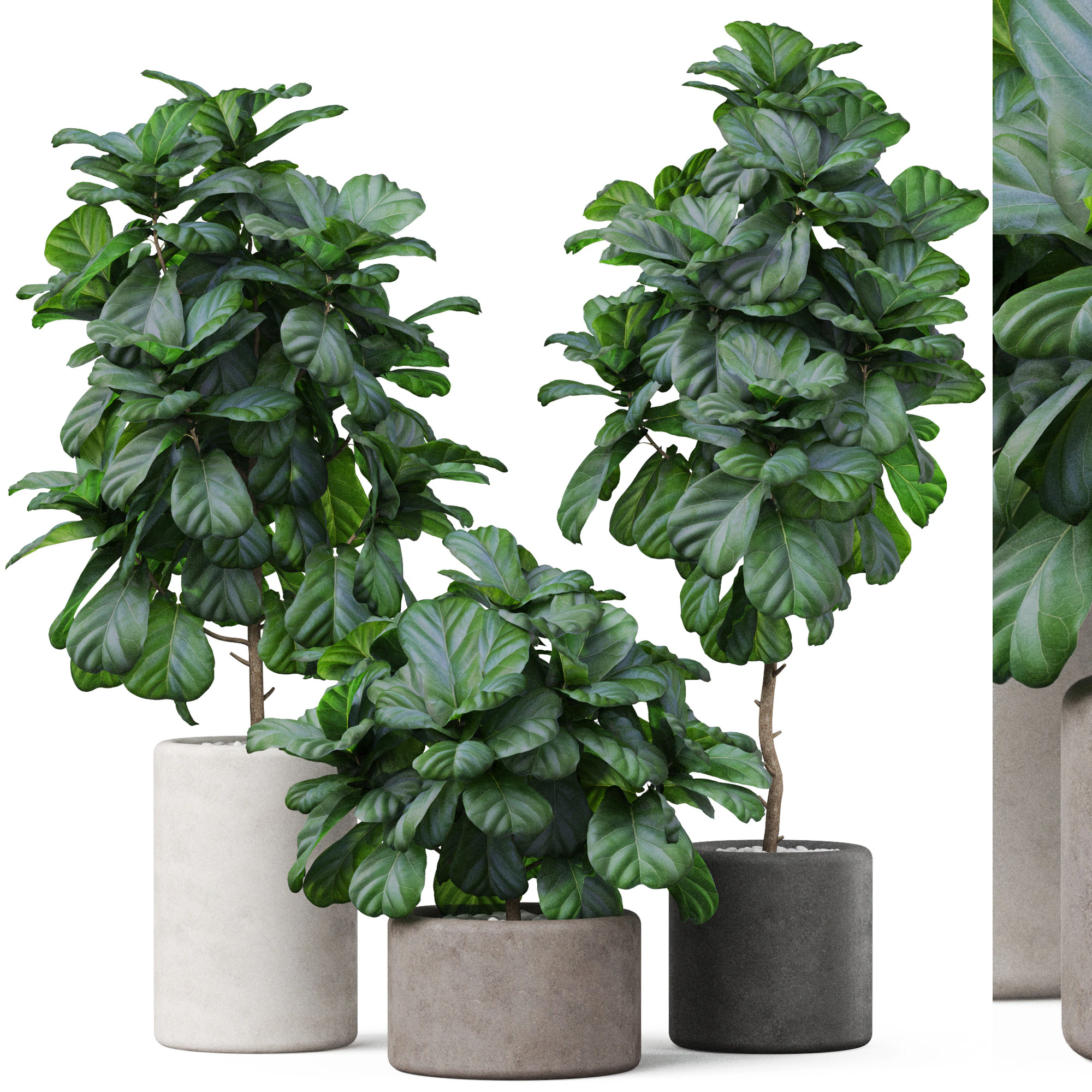 Koleksi tanaman 902 Model 3D .c4d .max .obj .3ds .fbx .stl .blend 