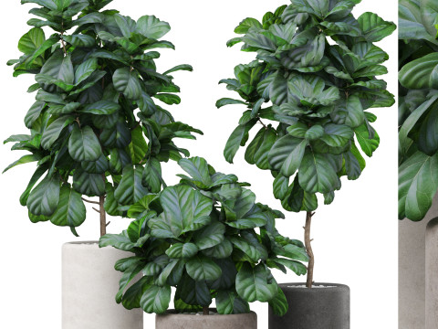 Plants collection 902 3D Модель