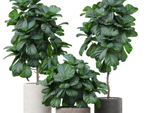 Koleksi tanaman 902 Model 3D