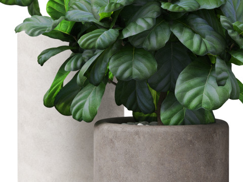 Plants collection 902 Model 3D