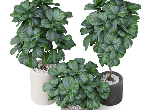 Plants collection 902 Model 3D
