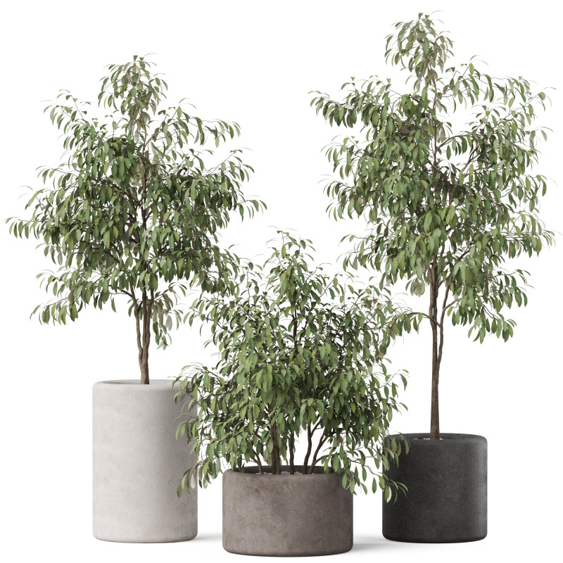 Plants collection 903 Modelo 3D .c4d .max .obj .3ds .fbx .stl .blend