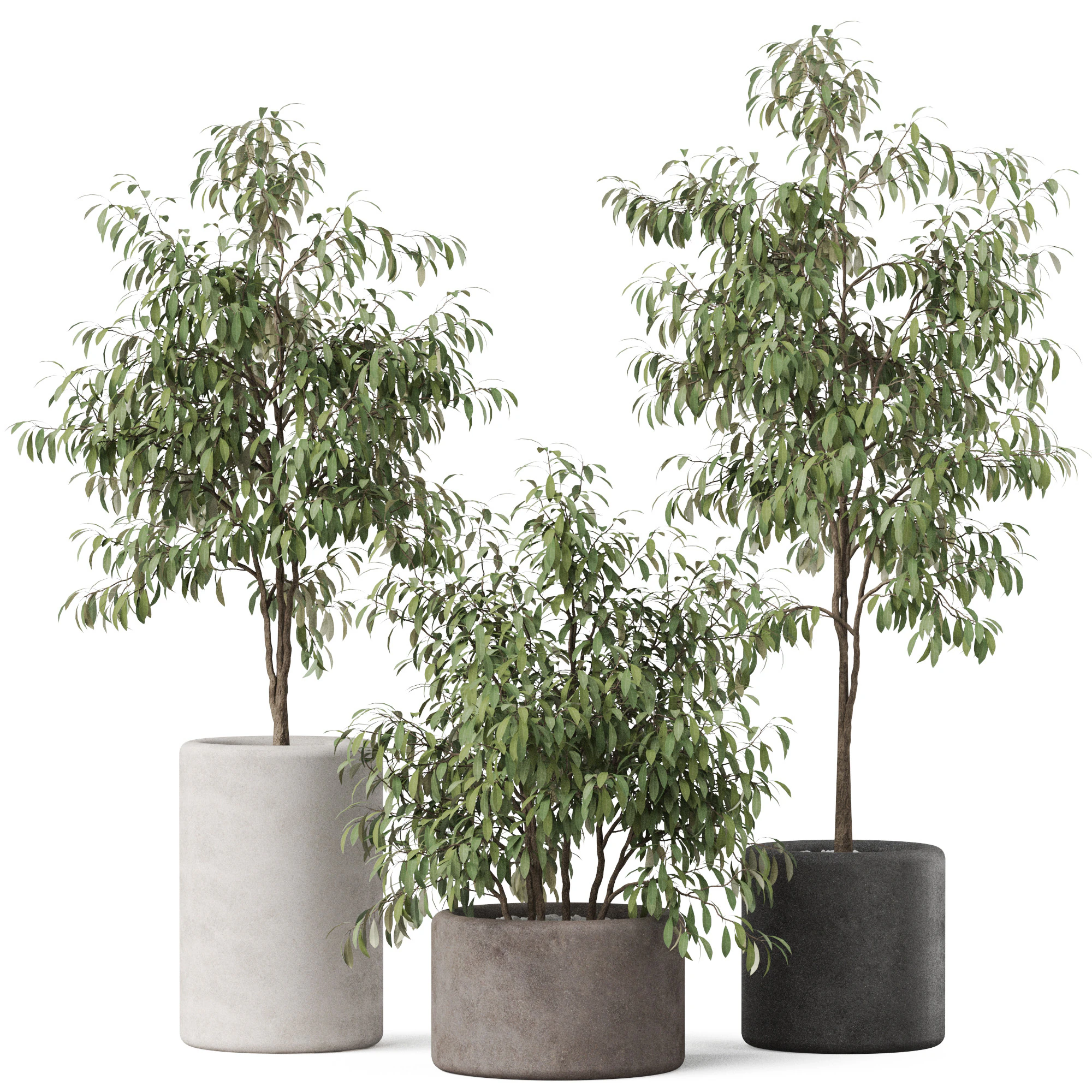 Coleção de plantas 903 Modelo 3D .c4d .max .obj .3ds .fbx .stl .blend