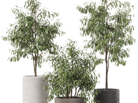 Plants collection 903 Modello 3D
