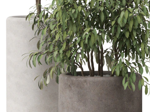 Cole&ccedil;&atilde;o de plantas 903 Modelo 3D