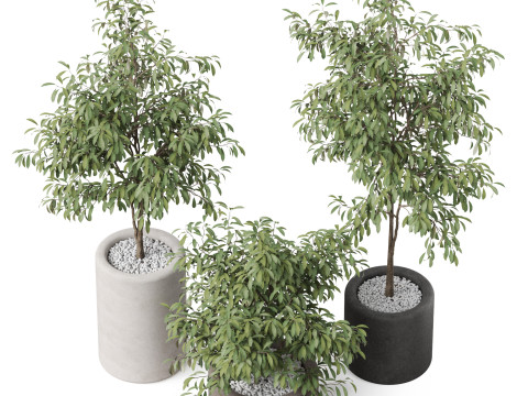 Plants collection 903 Modelo 3D