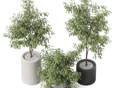 Cole&ccedil;&atilde;o de plantas 903 Modelo 3D