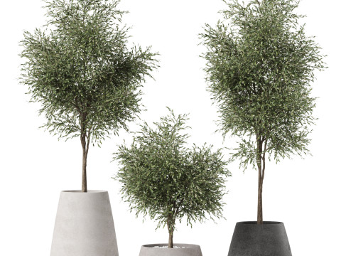 Plants collection 904 3Dモデル