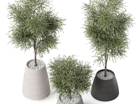 Plants collection 904 3D 모델