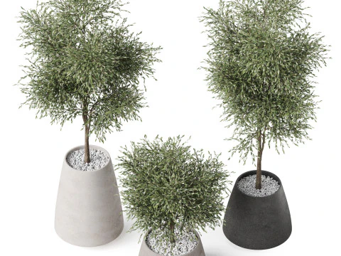 Plants collection 904 3D Model