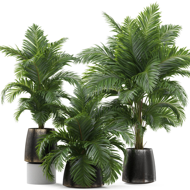 Plants collection 905 3D 模型 .c4d .max .obj .3ds .fbx .stl .blend