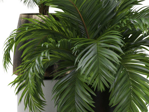 Plants collection 905 3D Model