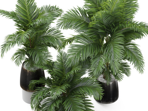 Plants collection 905 3D 模型