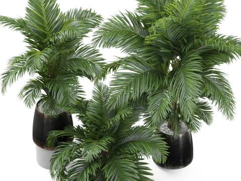 Plants collection 905 3D Model