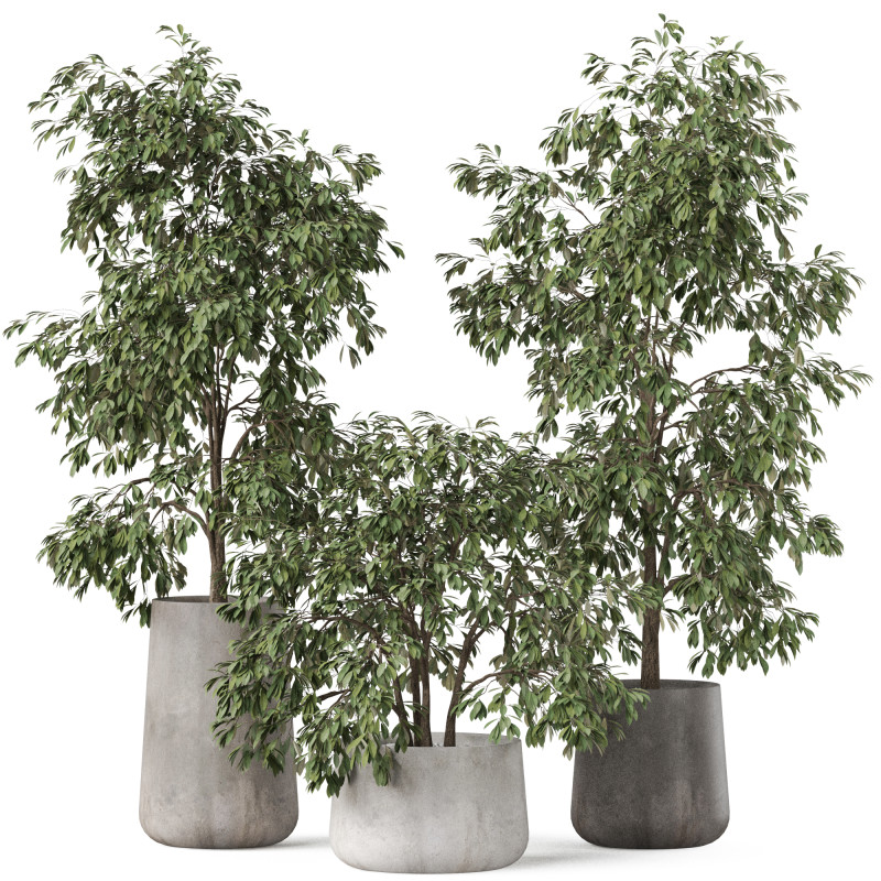 Plants collection 906 3D 模型 .c4d .max .obj .3ds .fbx .stl .blend