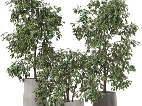 Plants collection 906 3Dモデル