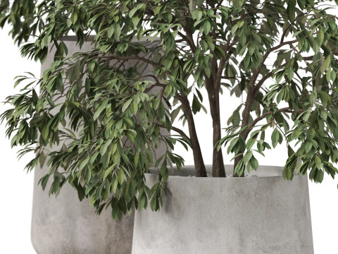 Plants collection 906 3D 模型