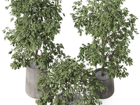 Plants collection 906 3D 模型