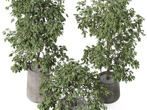 Koleksi tanaman 906 Model 3D