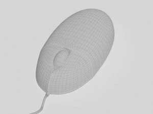 computer mouse 3D Model