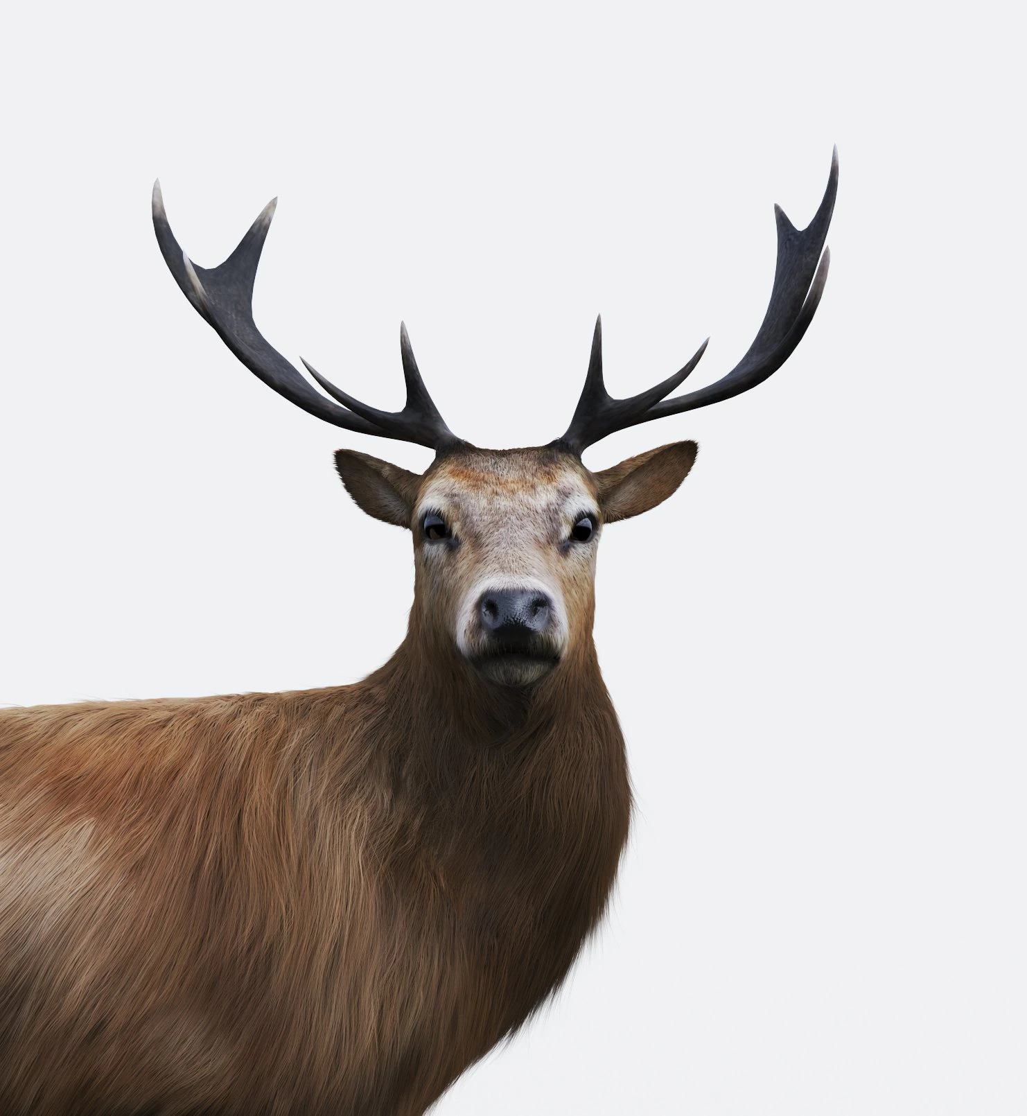 the forest deer 3D Model .c4d .max .obj .3ds .fbx .stl .blend
