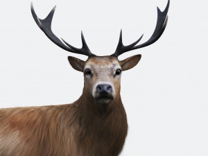the forest deer 3D Model