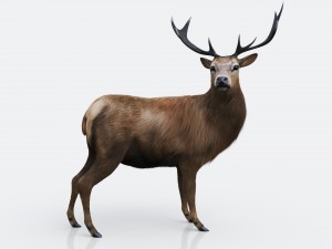 the forest deer 3D Model