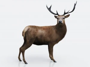 the forest deer 3D Model