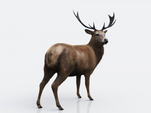 the forest deer 3D Model
