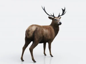 the forest deer 3D Model