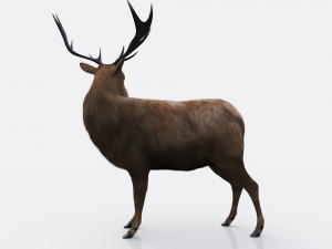 the forest deer 3D Model