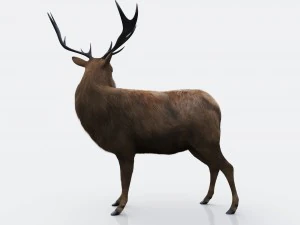 the forest deer 3D Model