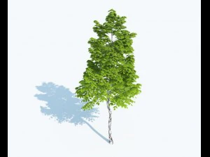 y&uuml;ksek detaylı ger&ccedil;ek&ccedil;i ağa&ccedil; 3D Model