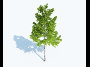 high detailed realistic tree Modelo 3D