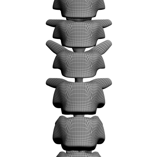human spine max 2010 3D Модель .c4d .max .obj .3ds .fbx .stl .blend 