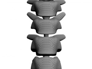 human spine max 2010 3D Model