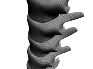 human spine max 2010 3D Модель