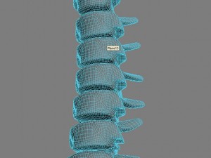 human spine max 2010 3D Модель