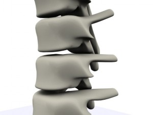 human spine max 2010 3D Модель