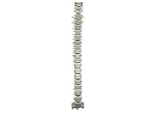 human spine max 2010 3D Модель