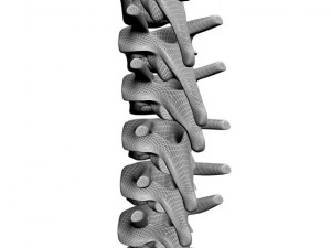 human spine max 2010 3D Модель