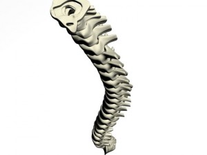 human spine max 2010 3D Модель