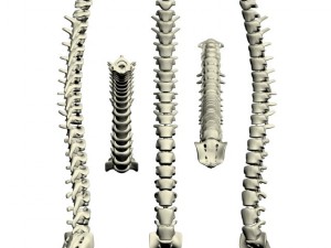 human spine max 2010 3D Модель