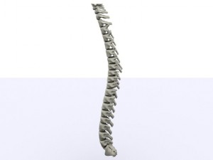 human spine max 2010 3D Модель