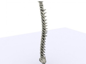 human spine max 2010 3D Модель