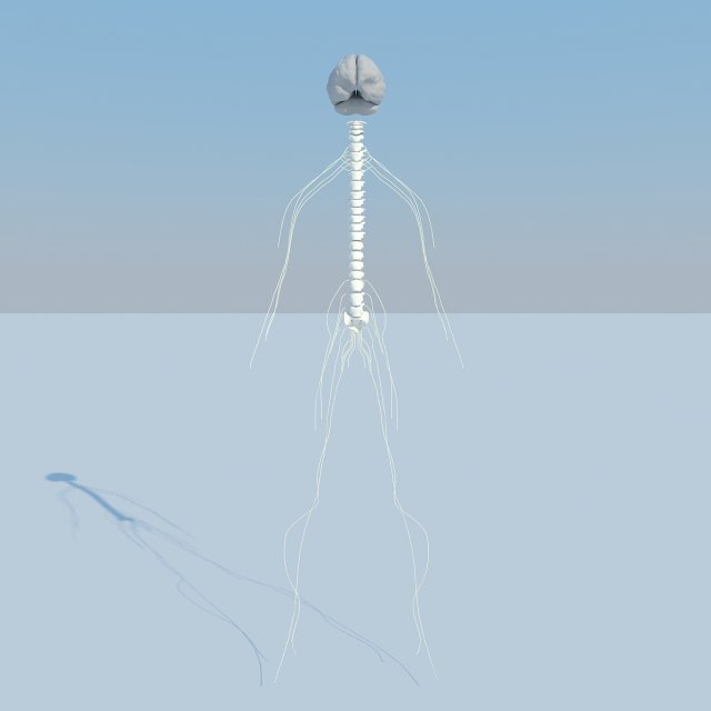 nervous system basic max 2011 3Dモデル .c4d .max .obj .3ds .fbx .stl .blend 